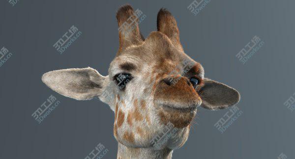 images/goods_img/20210312/Giraffe (Fur) model/2.jpg